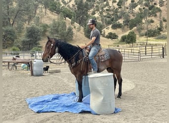 Friesian horses, Gelding, 11 years, 15 hh, Roan-Bay