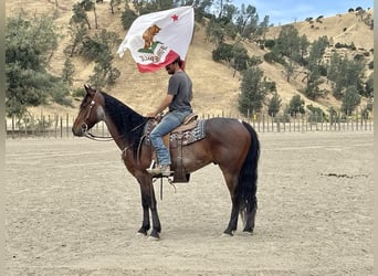 Friesian horses, Gelding, 11 years, 15 hh, Roan-Bay