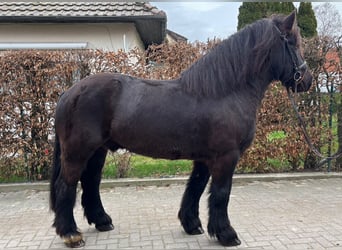 Friesian horses Mix, Gelding, 11 years, 15,2 hh, Black
