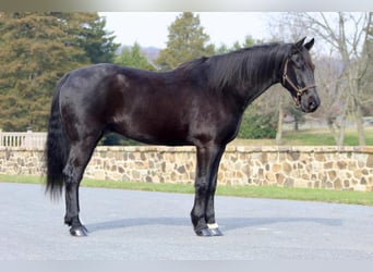 Friesian horses Mix, Gelding, 11 years, 16.1 hh, Black