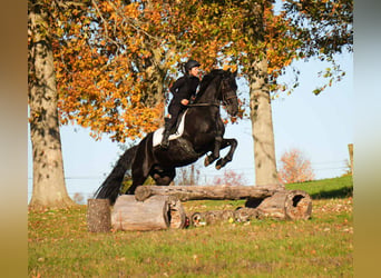 Friesian horses, Gelding, 11 years, 16.3 hh, Black