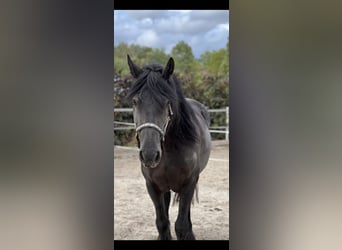 Friesian horses, Gelding, 11 years, 16 hh, Black