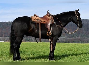 Friesian horses, Gelding, 11 years, 16 hh, Black