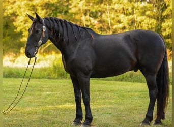 Friesian horses Mix, Gelding, 11 years, 16 hh, Black