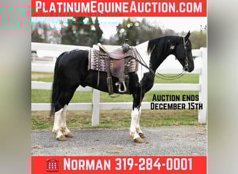 Friesian horses, Gelding, 11 years, 16 hh, Tobiano-all-colors