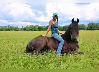 Friesian horses, Gelding, 11 years, 16,1 hh, Black