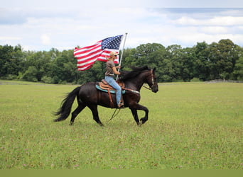 Friesian horses, Gelding, 11 years, 16,1 hh, Black