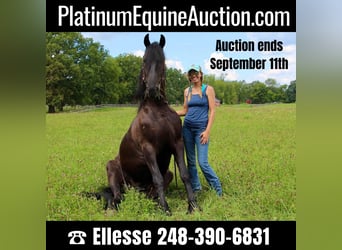 Friesian horses, Gelding, 11 years, 16,1 hh, Black
