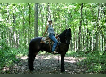 Friesian horses, Gelding, 11 years, 16,1 hh, Black