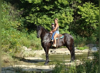 Friesian horses, Gelding, 11 years, 16,3 hh, Black
