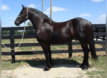 Friesian horses, Gelding, 11 years, 16,3 hh, Black
