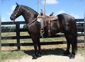Friesian horses, Gelding, 11 years, 16,3 hh, Black