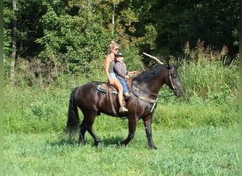 Friesian horses, Gelding, 11 years, 16,3 hh, Black