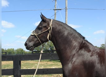 Friesian horses, Gelding, 11 years, 16,3 hh, Black