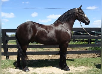 Friesian horses, Gelding, 11 years, 16,3 hh, Black