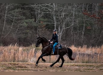 Friesian horses Mix, Gelding, 11 years, 17 hh, Black