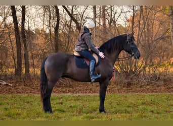 Friesian horses Mix, Gelding, 11 years, 17 hh, Black