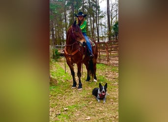 Friesian horses, Gelding, 11 years, Bay