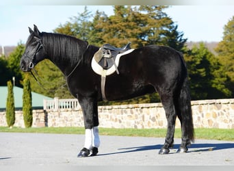 Friesian horses Mix, Gelding, 11 years, Black