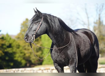 Friesian horses Mix, Gelding, 11 years, Black