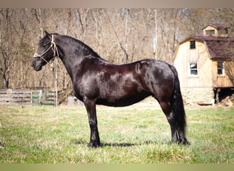 Friesian horses, Gelding, 11 years, Black
