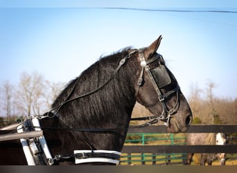 Friesian horses, Gelding, 11 years, Black