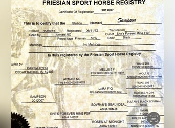 Friesian horses, Gelding, 11 years, Brown