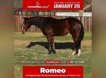 Friesian horses Mix, Gelding, 12 years, 14.2 hh, Bay