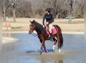 Friesian horses Mix, Gelding, 12 years, 14.2 hh, Bay