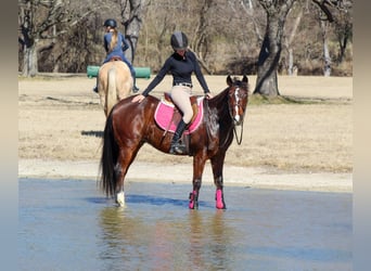 Friesian horses Mix, Gelding, 12 years, 14,2 hh, Bay
