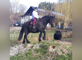 Friesian horses, Gelding, 12 years, 15.2 hh, Black