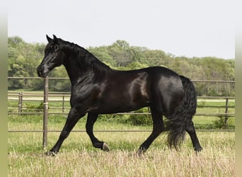 Friesian horses, Gelding, 12 years, 15.3 hh, Black
