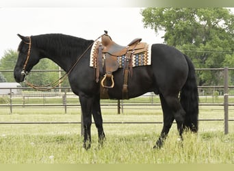 Friesian horses, Gelding, 12 years, 15.3 hh, Black