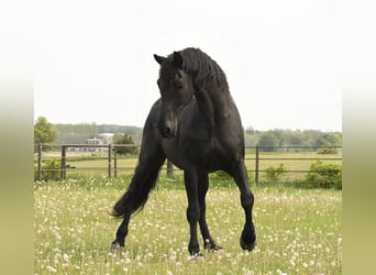 Friesian horses, Gelding, 12 years, 15.3 hh, Black