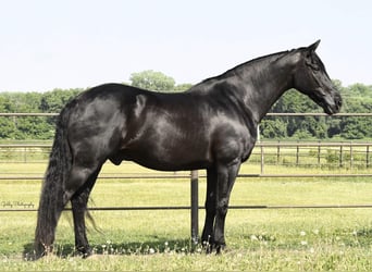 Friesian horses, Gelding, 12 years, 15.3 hh, Black