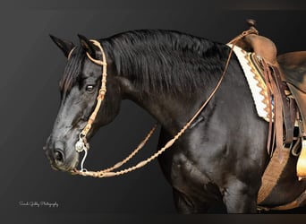 Friesian horses, Gelding, 12 years, 15.3 hh, Black