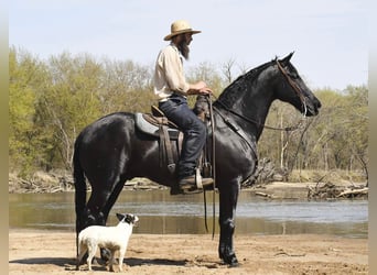 Friesian horses, Gelding, 12 years, 15.3 hh, Black