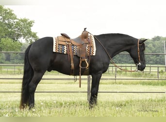 Friesian horses, Gelding, 12 years, 15.3 hh, Black