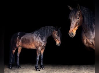 Friesian horses Mix, Gelding, 12 years, 15 hh, Bay