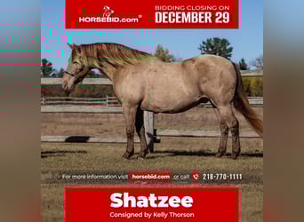 Friesian horses Mix, Gelding, 12 years, 15 hh, Champagne