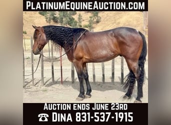 Friesian horses, Gelding, 12 years, 15 hh, Roan-Bay