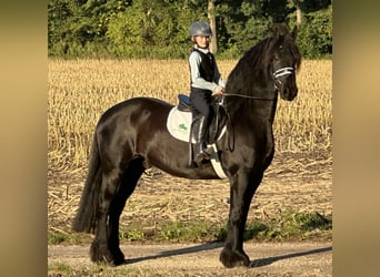 Friesian horses, Gelding, 12 years, 15,2 hh, Black