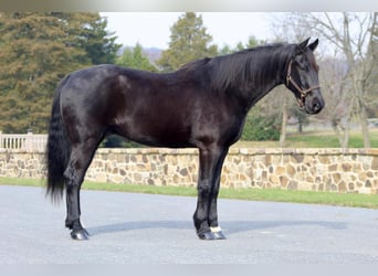 Friesian horses Mix, Gelding, 12 years, 16.1 hh, Black