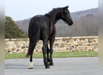 Friesian horses Mix, Gelding, 12 years, 16.1 hh, Black