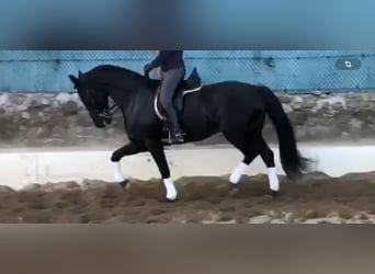 Friesian horses, Gelding, 12 years, 16.3 hh, Black
