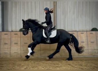 Friesian horses, Gelding, 12 years, 16 hh, Black