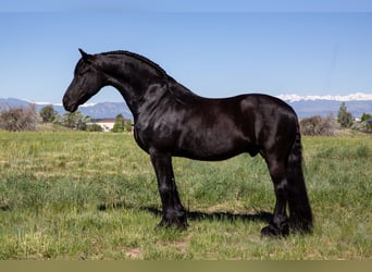 Friesian horses, Gelding, 12 years, 16 hh, Black