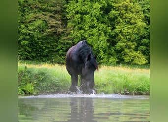 Friesen, Wallach, 12 Jahre, 16 hh, Rappe