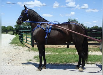 Friesian horses, Gelding, 12 years, 16 hh, Black