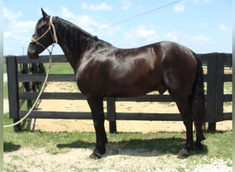 Friesian horses, Gelding, 12 years, 16 hh, Black
